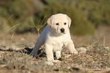 LABRADOR 699